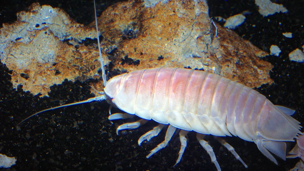 230620142441-02-ocean-exploration-explainer-giant-isopod-restricted
