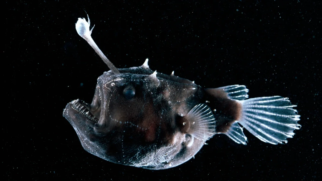 230620142441-01-ocean-exploration-explainer-anglerfish-restricted