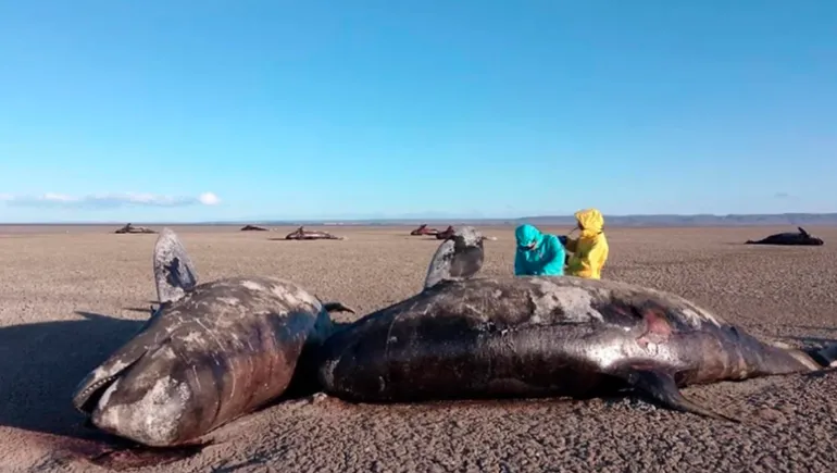 orcas-varadas-tierra-del-fuego