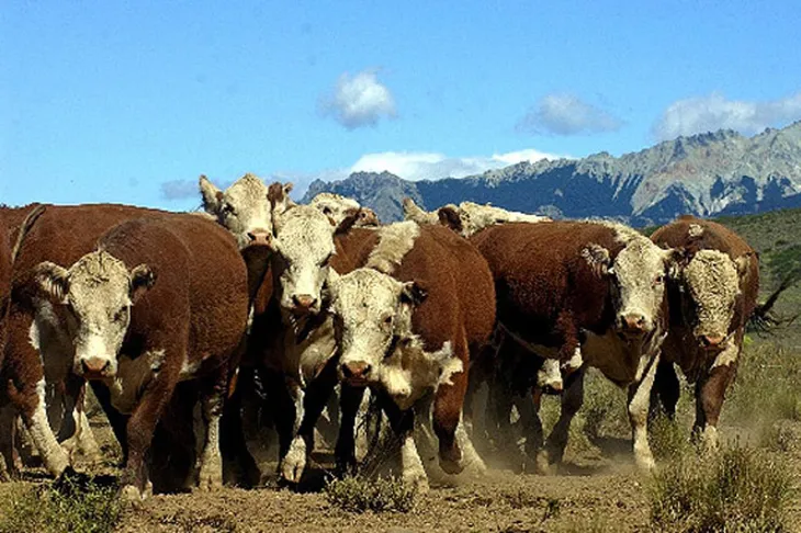 ganaderia-patagonia-1