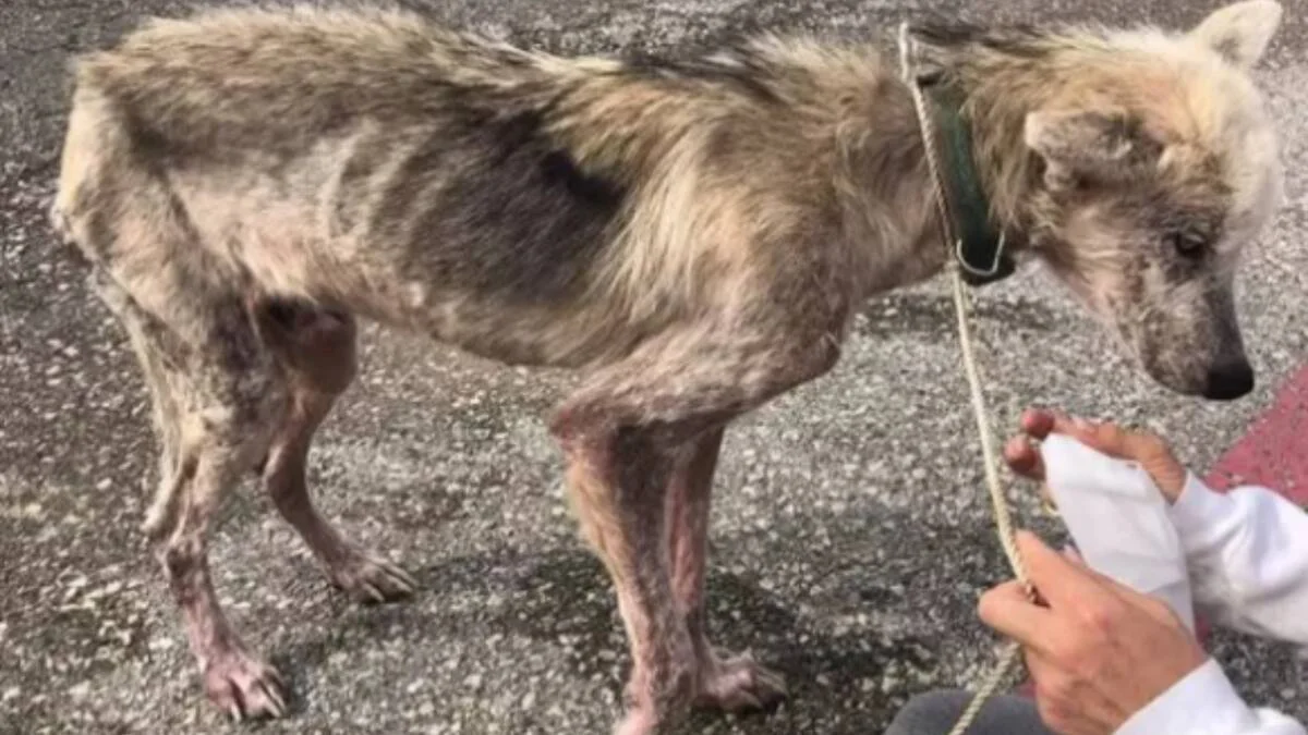 el-perro-no-habia-sido-bien-alimentado-por-su-A6C6YFQEMNCNFIYLL6FR6BJLNI