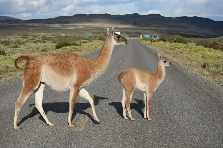 GUANACO RUTA