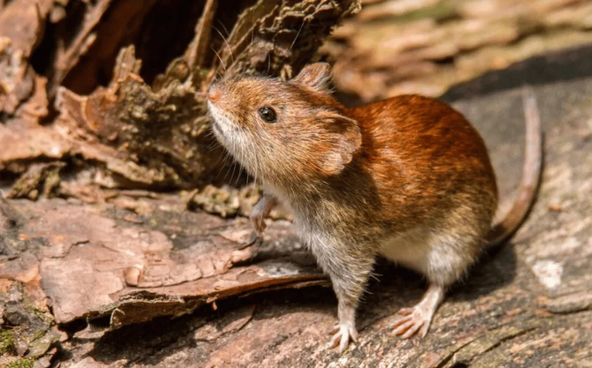 hantavirus_-1-.png_1351230236